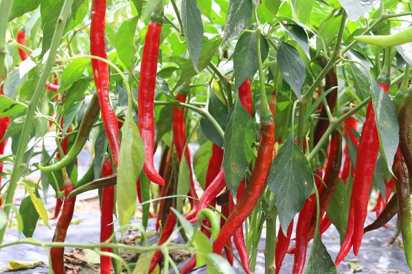 辣椒什么时间种植好,不同地区的种植时间不同