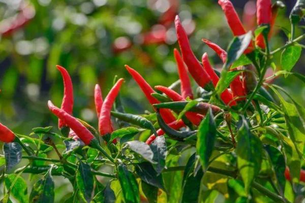 辣椒什么时间种植好,不同地区的种植时间不同
