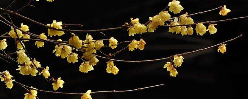 如何让盆栽腊梅提早开花