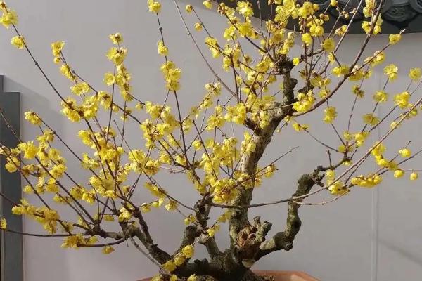 如何让盆栽腊梅提早开花,新梢生长期可喷施矮壮素、多效唑等药物