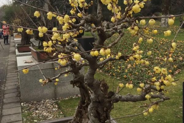 如何让盆栽腊梅提早开花,新梢生长期可喷施矮壮素、多效唑等药物