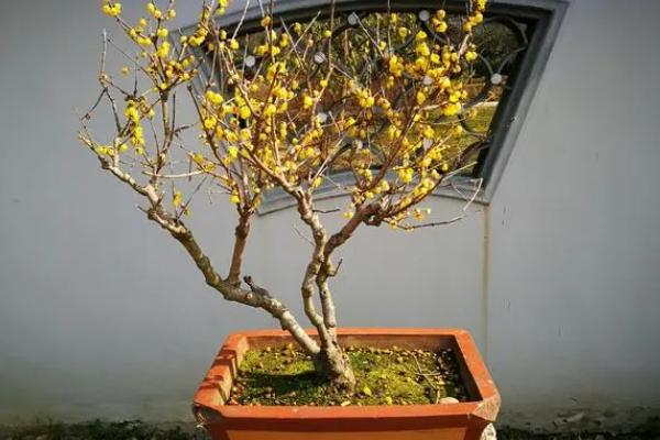 如何让盆栽腊梅提早开花,新梢生长期可喷施矮壮素、多效唑等药物