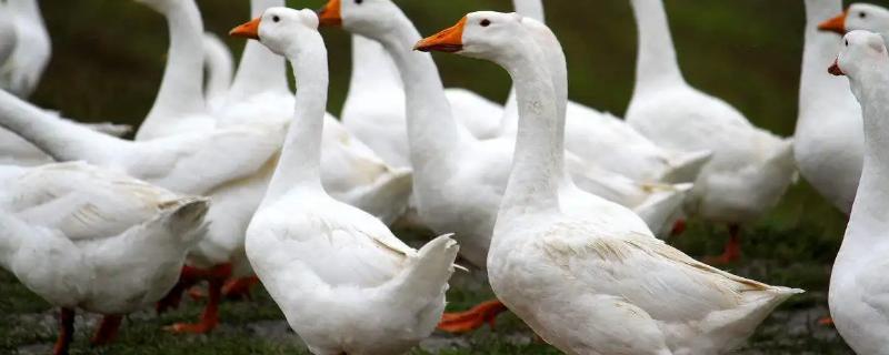 鹅半夜鸣叫的原因