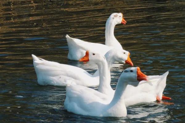 鹅半夜鸣叫的原因，感到饥饿、有其它生物靠近时就会发出叫声