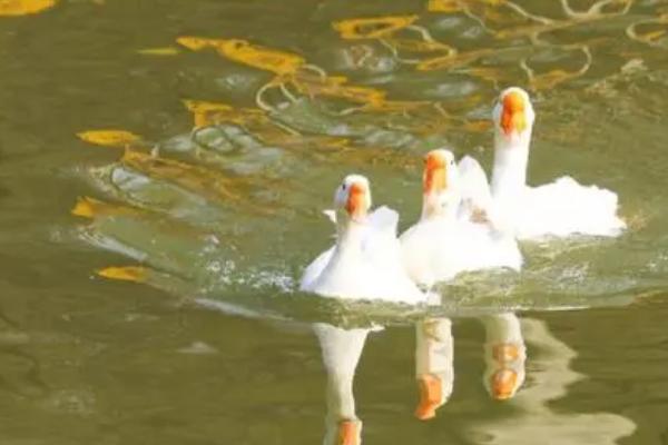 鹅半夜鸣叫的原因，感到饥饿、有其它生物靠近时就会发出叫声