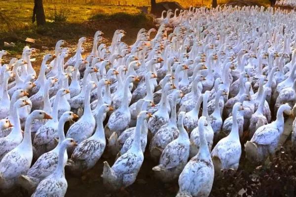 鹅半夜鸣叫的原因，感到饥饿、有其它生物靠近时就会发出叫声
