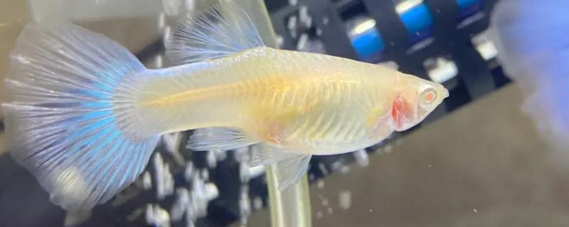 孔雀鱼下死胎的原因