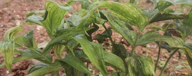 黄精常见的病虫害有哪些