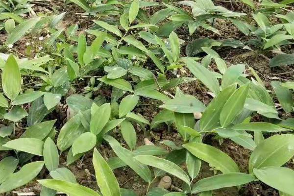 黄精常见的病虫害有哪些,常见的有黑斑病、叶斑病和炭疽病等