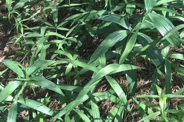 黄精常见的病虫害有哪些,常见的有黑斑病、叶斑病和炭疽病等