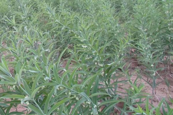 黄精常见的病虫害有哪些,常见的有黑斑病、叶斑病和炭疽病等