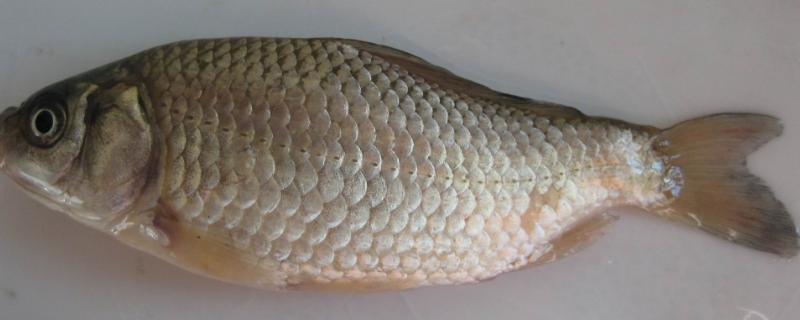 鱼尾巴有红色的线条是虫子吗