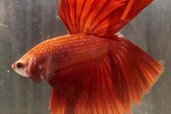 鱼尾巴有红色的线条是虫子吗，是一种名为嗜子宫线虫的寄生虫