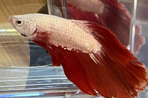 鱼尾巴有红色的线条是虫子吗，是一种名为嗜子宫线虫的寄生虫