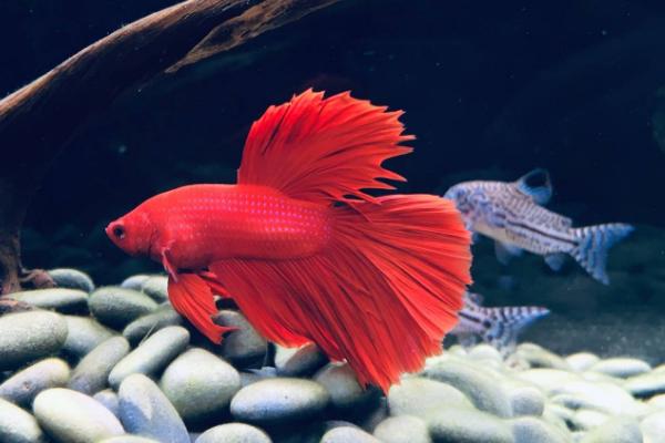 鱼尾巴有红色的线条是虫子吗，是一种名为嗜子宫线虫的寄生虫