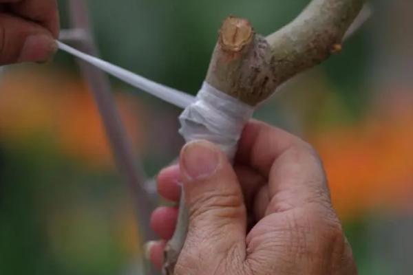 嫁接桃树的正确方法,首先用锯子先把原树枝杈锯掉