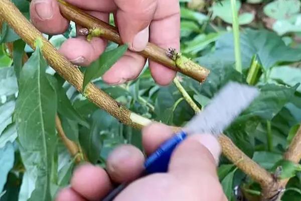 嫁接桃树的正确方法,首先用锯子先把原树枝杈锯掉