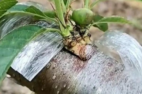 嫁接桃树的正确方法,首先用锯子先把原树枝杈锯掉