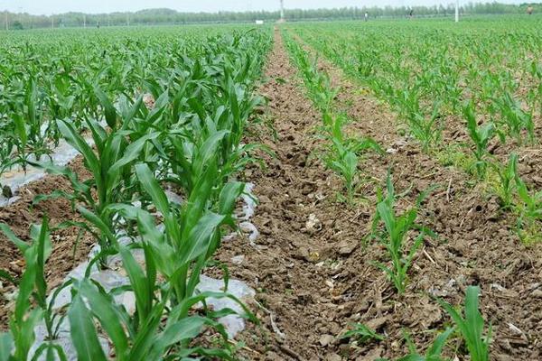 玉农702玉米种子特点,注意防治丝黑穗病