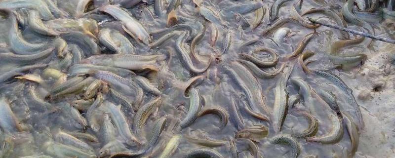 泥鳅如何养殖