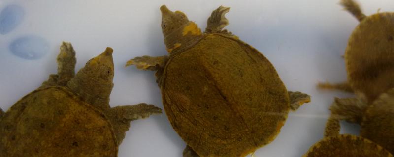 甲鱼喜欢水深还是水浅