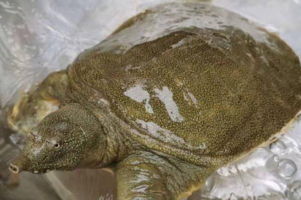 甲鱼喜欢水深还是水浅，适宜生活在浅水域