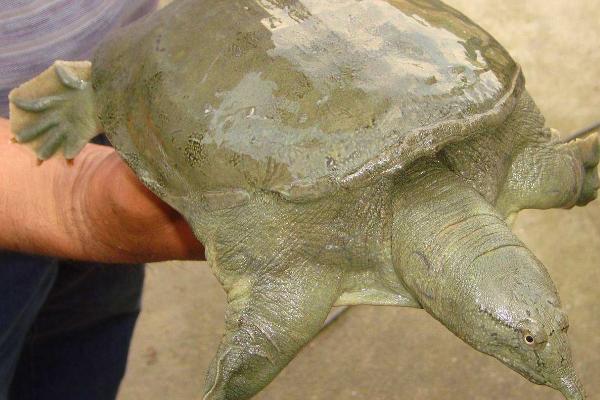 甲鱼喜欢水深还是水浅，适宜生活在浅水域