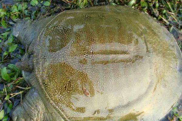 甲鱼喜欢水深还是水浅，适宜生活在浅水域