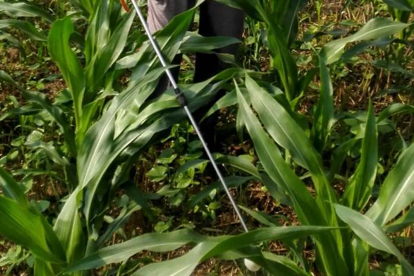 美糯521玉米种子特征特性，适宜在肥力中上等的地块种植