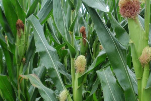 东单176玉米品种简介，适宜在肥力中上等的地块种植