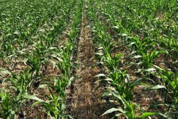 禾源919玉米种子特征特性,注意防治玉米螟