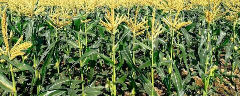 恩喜爱2号玉米种简介