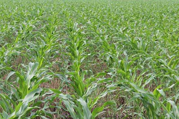 恩喜爱2号玉米种简介,中抗茎腐病