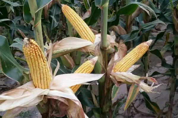 北玉656玉米种子特点，适宜在肥力中上等的地块种植