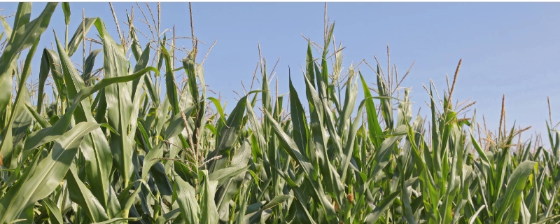 MZ768玉米种子介绍