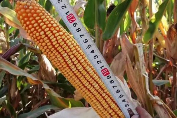 MZ768玉米种子介绍，注意防治灰斑病