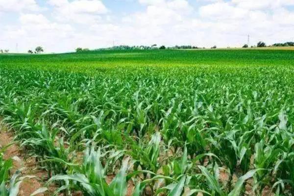 Z829玉米种子特征特性,春播出苗至成熟126天