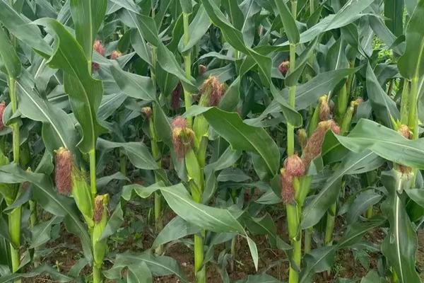 G809玉米种子特征特性,密度4000株/亩左右