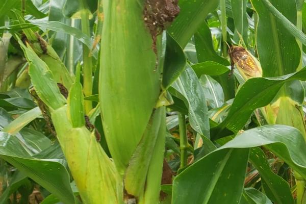 崇利258玉米种子介绍,密度4500株/亩左右