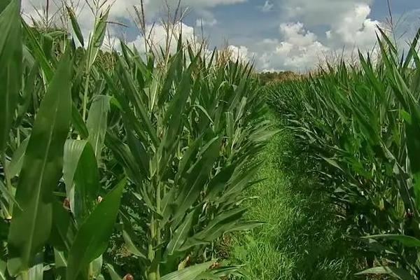 崇利258玉米种子介绍,密度4500株/亩左右