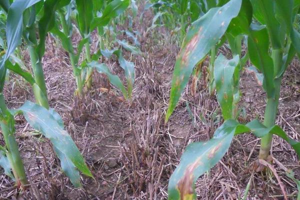 G801玉米种简介,春播出苗至成熟127天