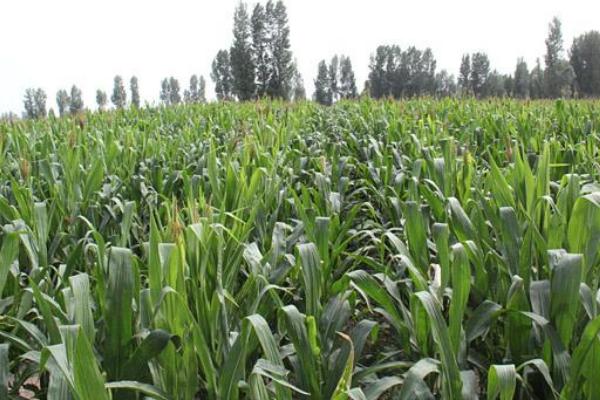 G822玉米品种简介,密度4000株/亩左右