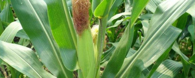 双合5699玉米品种的特性
