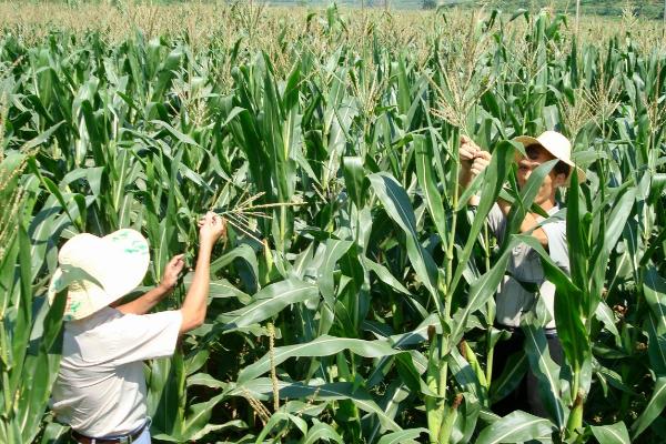 双合5699玉米品种的特性，注意防治灰斑病