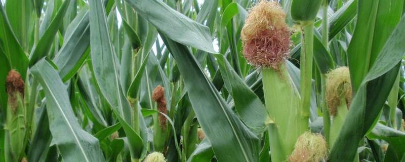 博玉1366玉米品种的特性