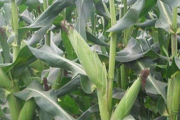 KH1902玉米种子特征特性，中抗穗腐病