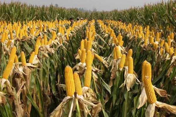 W1818玉米种子介绍,密度4000株/亩左右