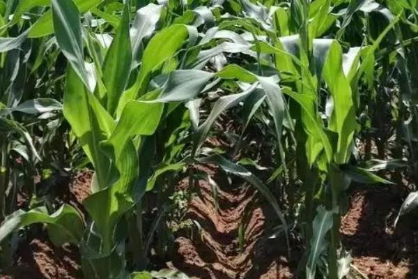 W1818玉米种子介绍,密度4000株/亩左右