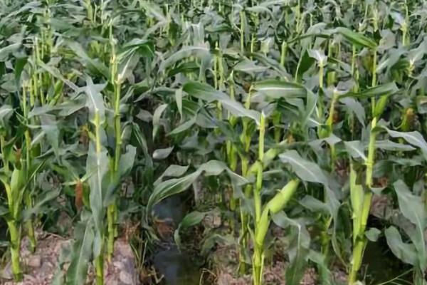 腾飞899玉米品种的特性，密度3500株/亩左右