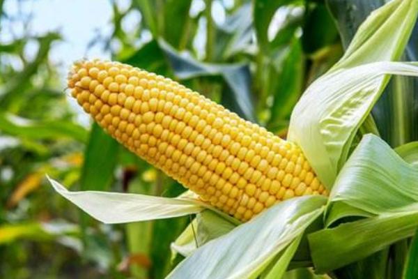 腾飞899玉米品种的特性，密度3500株/亩左右